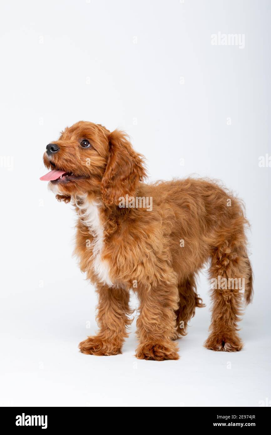 Cucciolo di Cavoodle rosso rubino con capelli lisci di 4 mesi Foto Stock