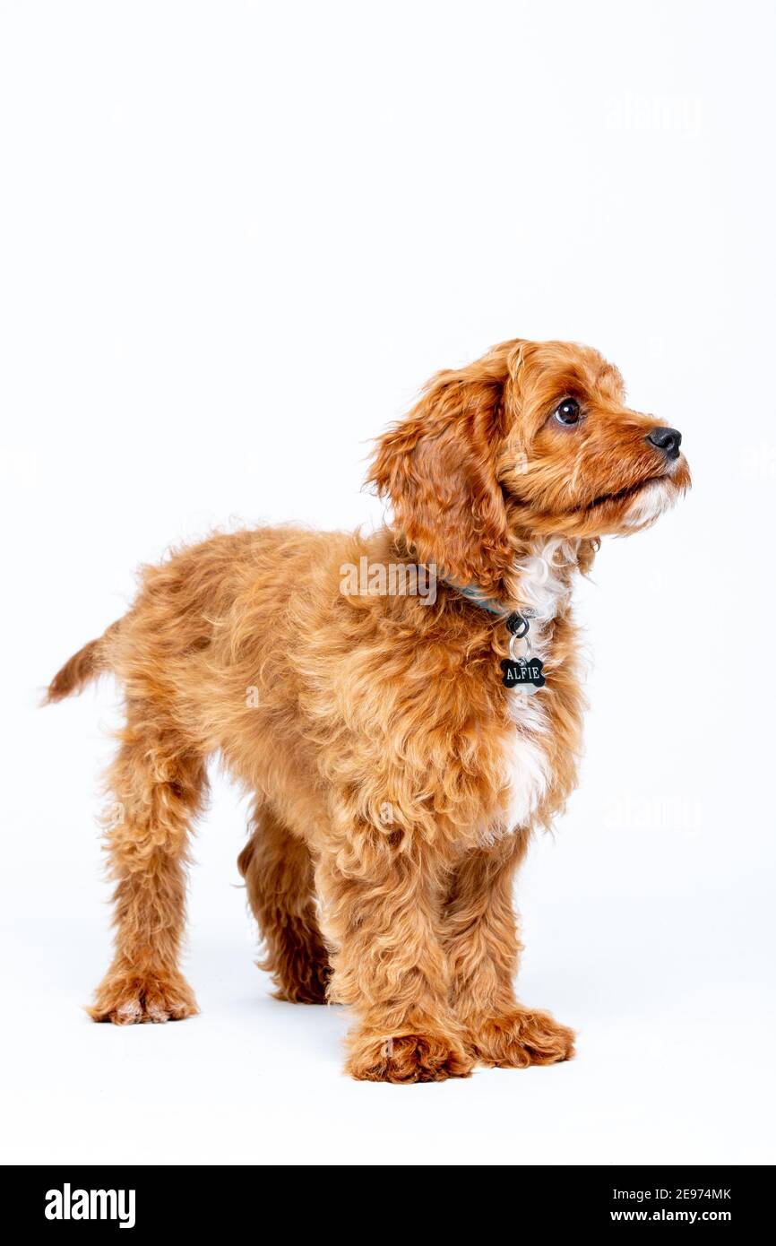 Cucciolo di Cavoodle rosso rubino con capelli lisci di 4 mesi Foto Stock