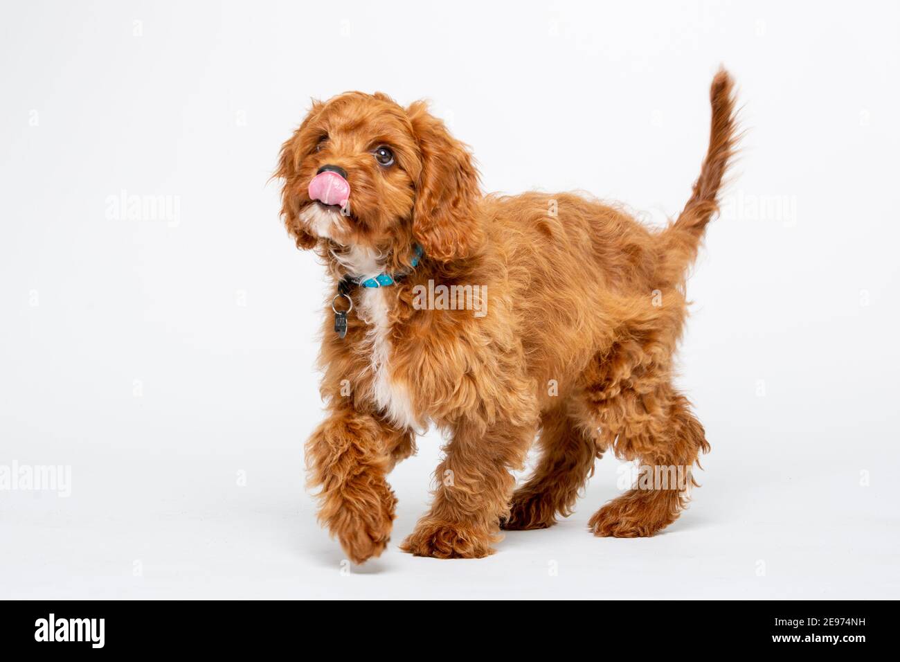 Cucciolo di Cavoodle rosso rubino con capelli lisci di 4 mesi Foto Stock