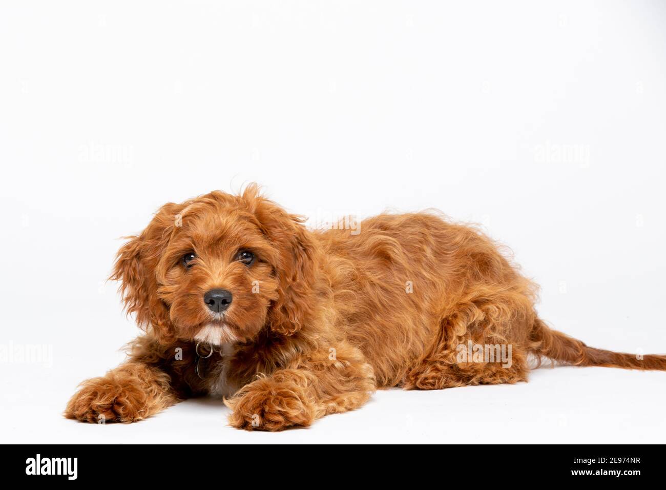 Cucciolo di Cavoodle rosso rubino con capelli lisci di 4 mesi Foto Stock
