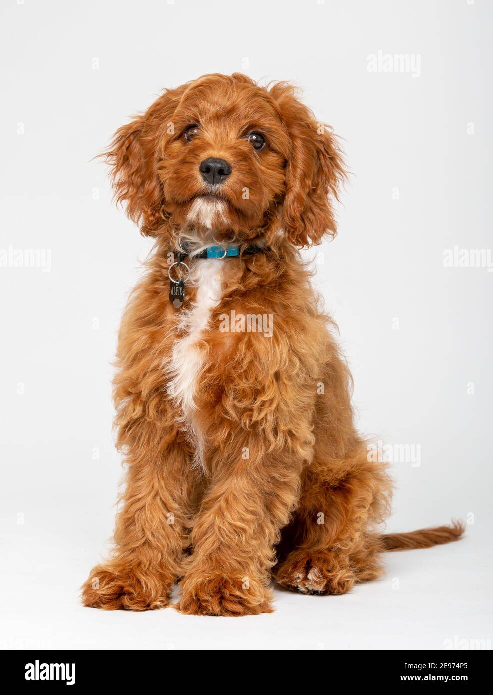 Cucciolo di Cavoodle rosso rubino con capelli lisci di 4 mesi Foto Stock