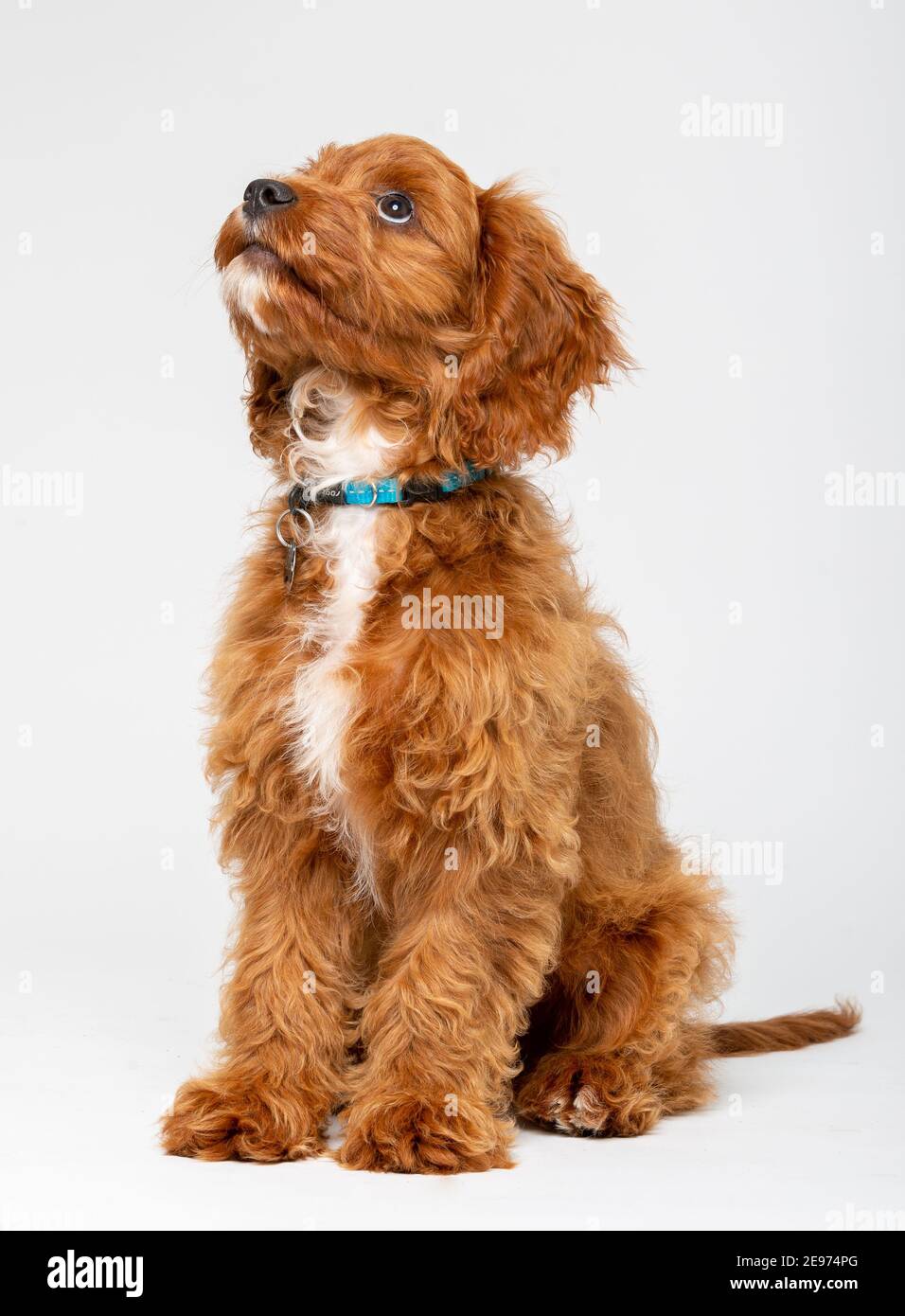 Cucciolo di Cavoodle rosso rubino con capelli lisci di 4 mesi Foto Stock