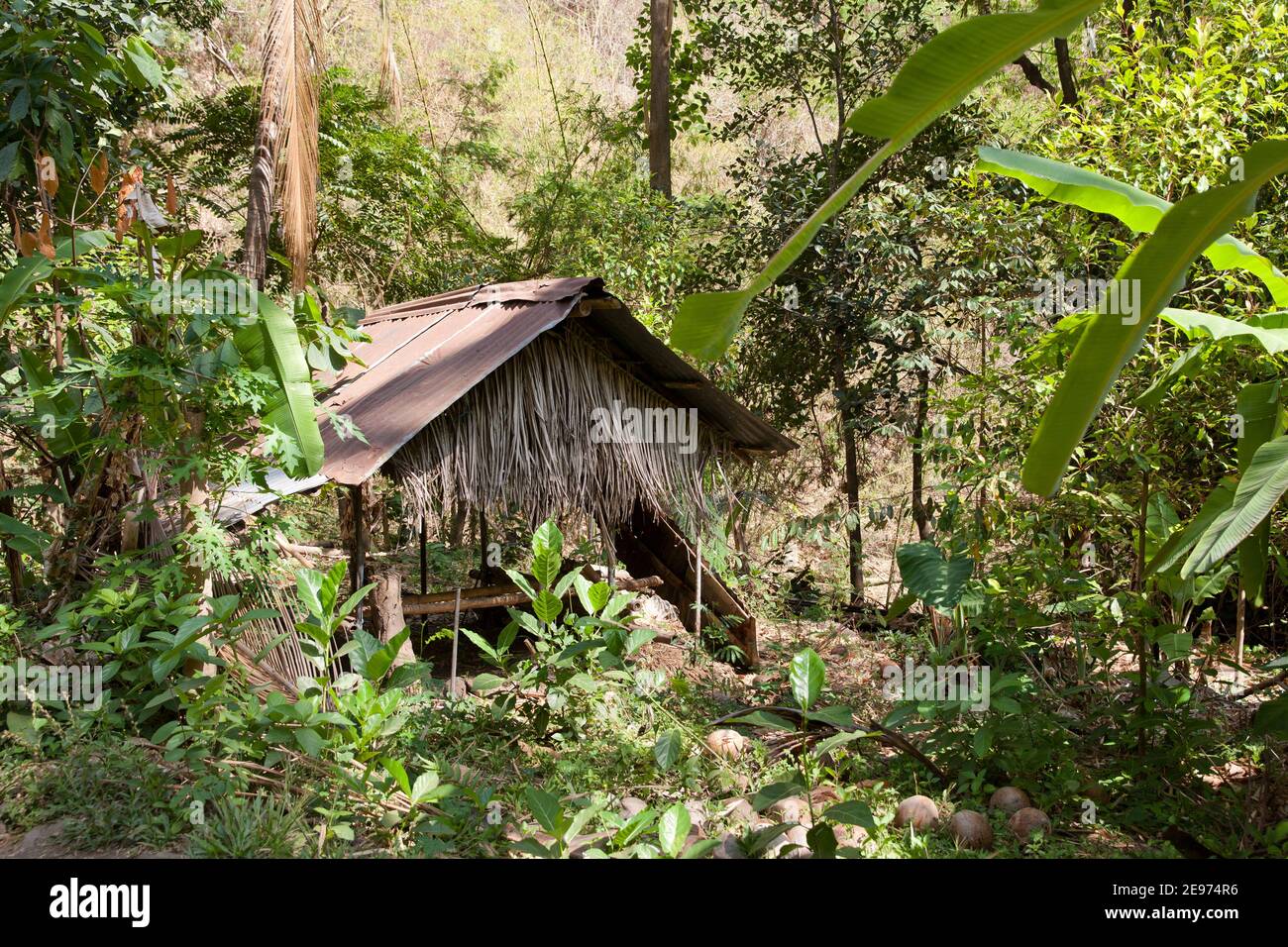 Una vecchia cabina nella giungla. Capanna nella giungla su un'isola. Foto Stock