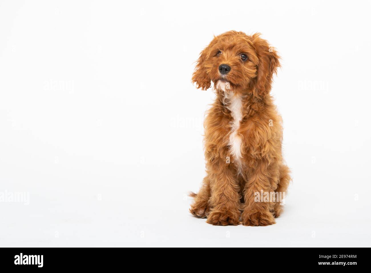 Cucciolo di Cavoodle rosso rubino con capelli lisci di 4 mesi Foto Stock