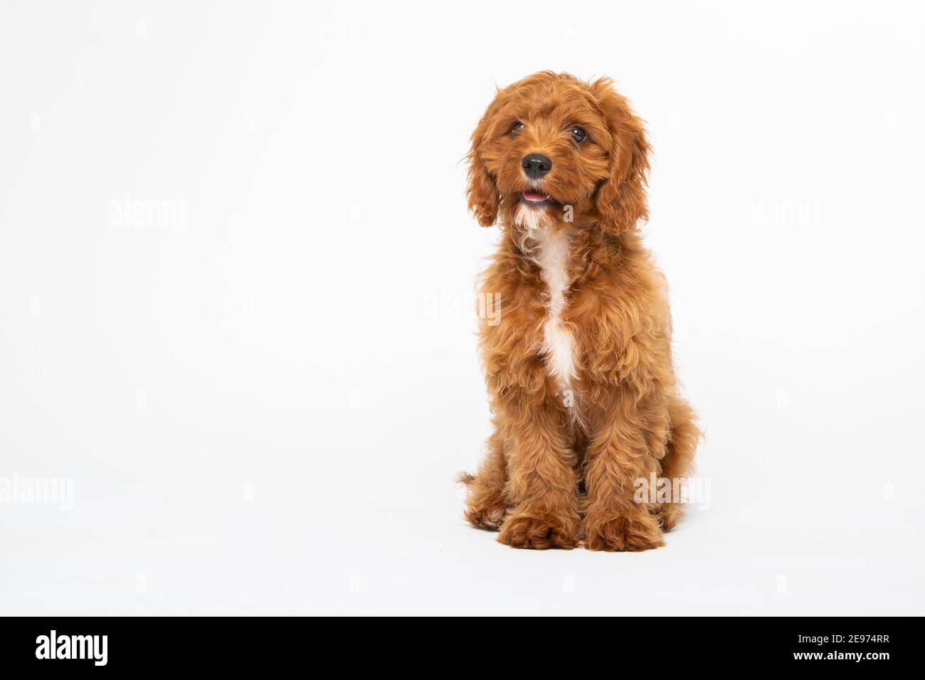 Cucciolo di Cavoodle rosso rubino con capelli lisci di 4 mesi Foto Stock