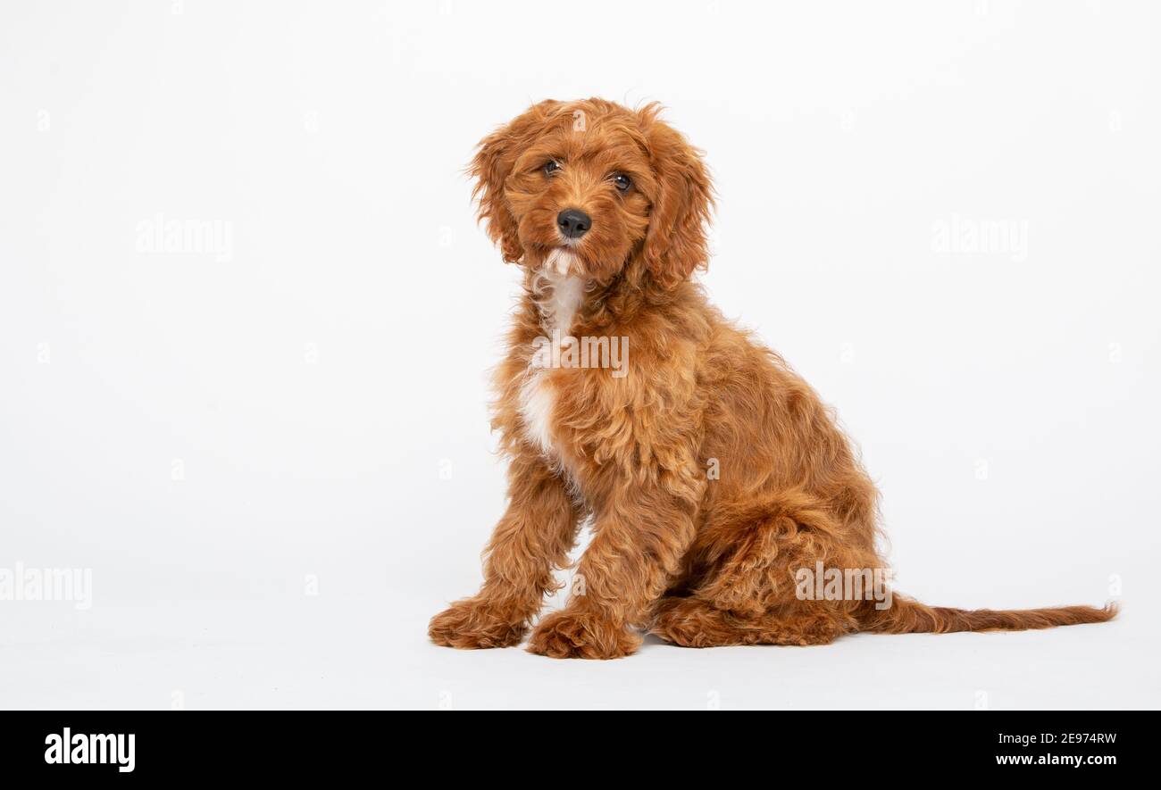 Cucciolo di Cavoodle rosso rubino con capelli lisci di 4 mesi Foto Stock