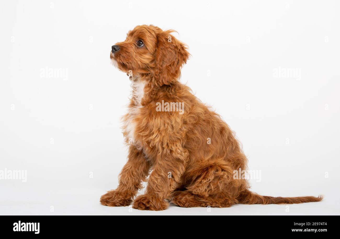 Cucciolo di Cavoodle rosso rubino con capelli lisci di 4 mesi Foto Stock
