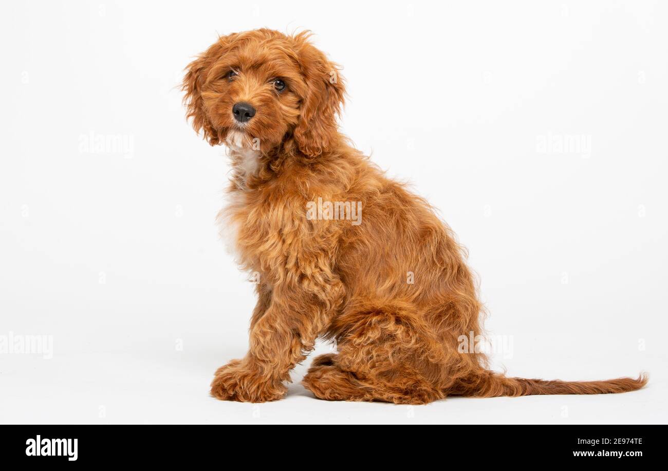 Cucciolo di Cavoodle rosso rubino con capelli lisci di 4 mesi Foto Stock
