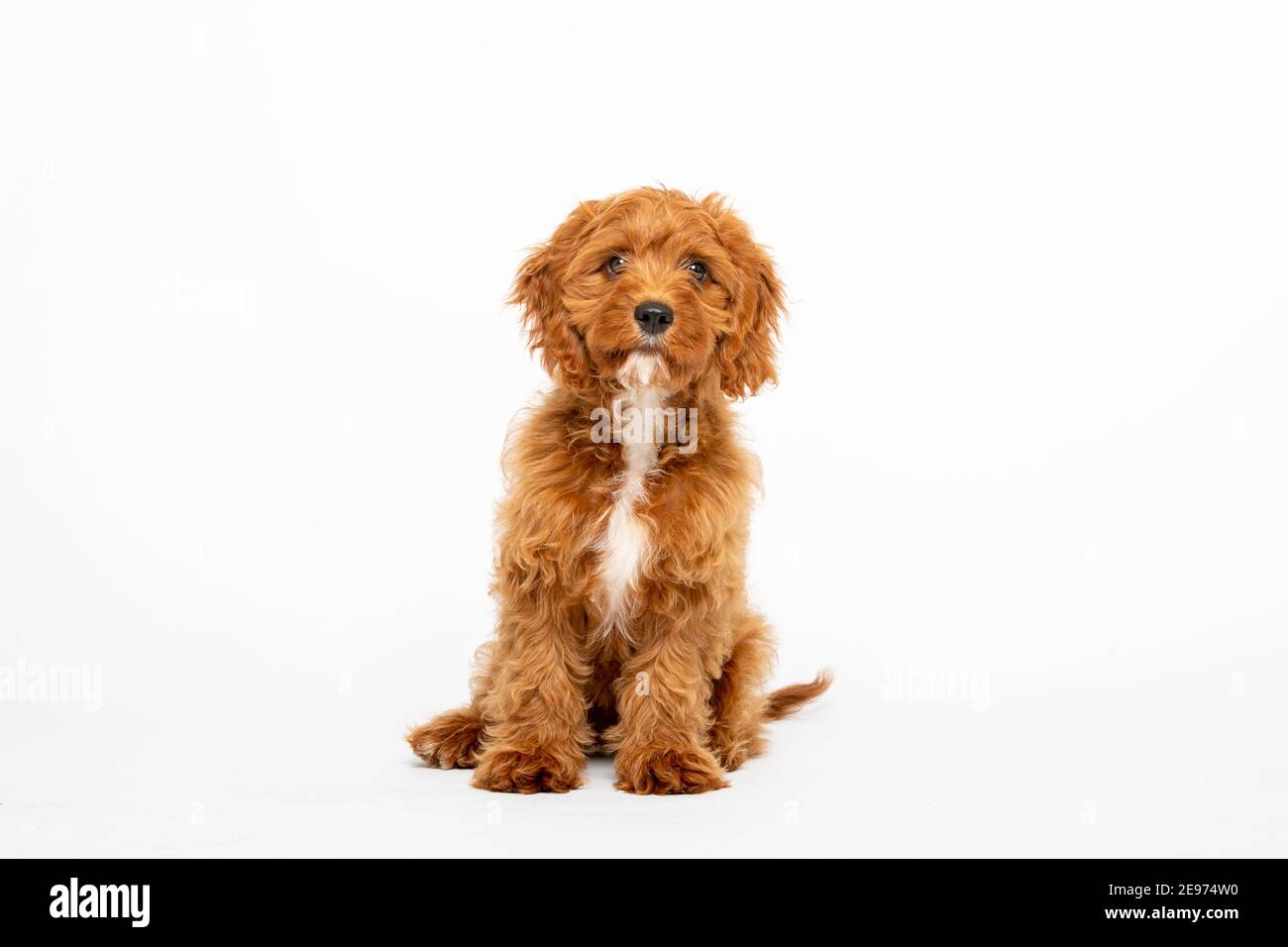 Cucciolo di Cavoodle rosso rubino con capelli lisci di 4 mesi Foto Stock