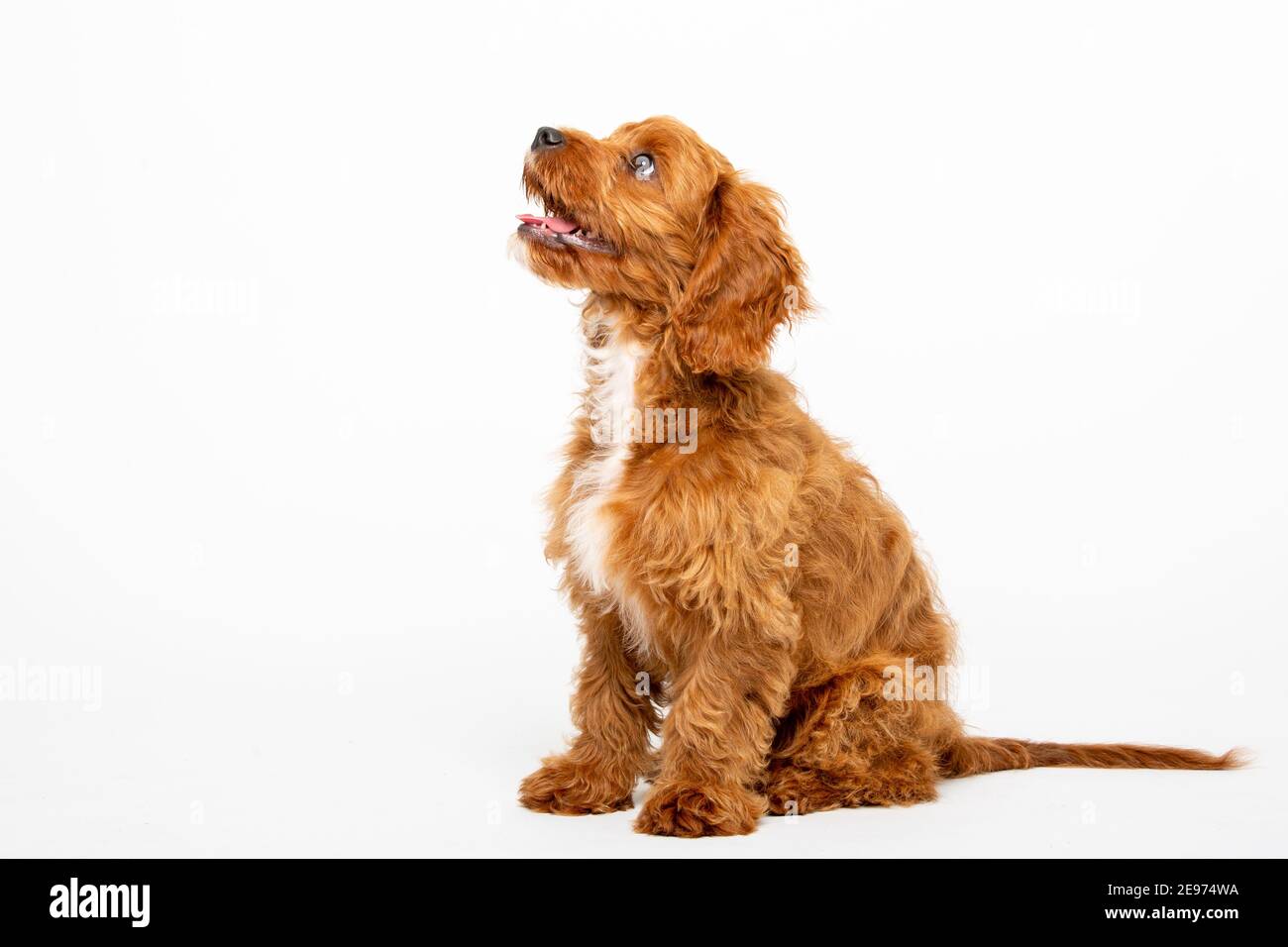 Cucciolo di Cavoodle rosso rubino con capelli lisci di 4 mesi Foto Stock