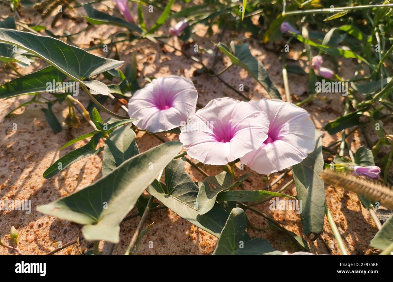 Fiori rosa Thai mattina gloria strisciare a terra. Foto di sfondo naturali. Foto Stock
