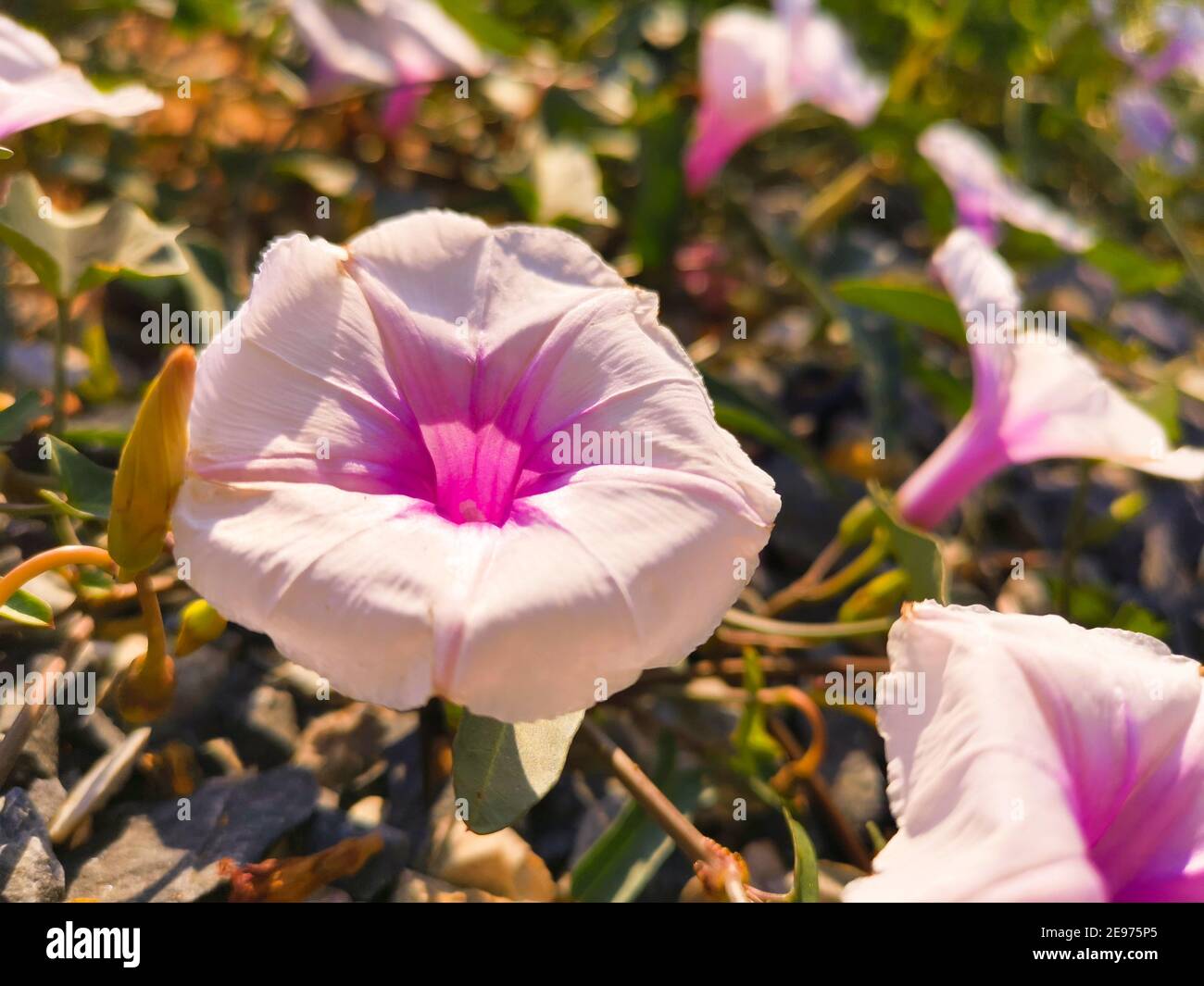 Fiori rosa Thai mattina gloria strisciare a terra. Foto di sfondo naturali. Foto Stock