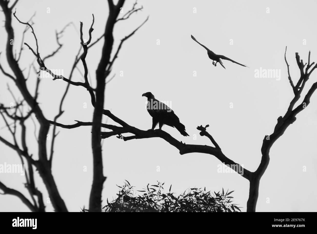 Una poiana di razza nera è arroccata su un albero morto e Brown Falcon vola in alto in un paese semi-arido a ovest di Longreach, Queensland, Australia. Foto Stock
