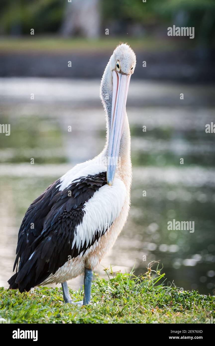 Il pellicano australiano si trova sul bordo del waterhole che predisce le sue piume alari ai laghi Centenary a Cairns, Queensland. Foto Stock