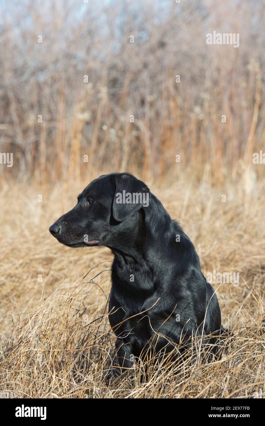 Black Labrador ritorever seduto Foto Stock