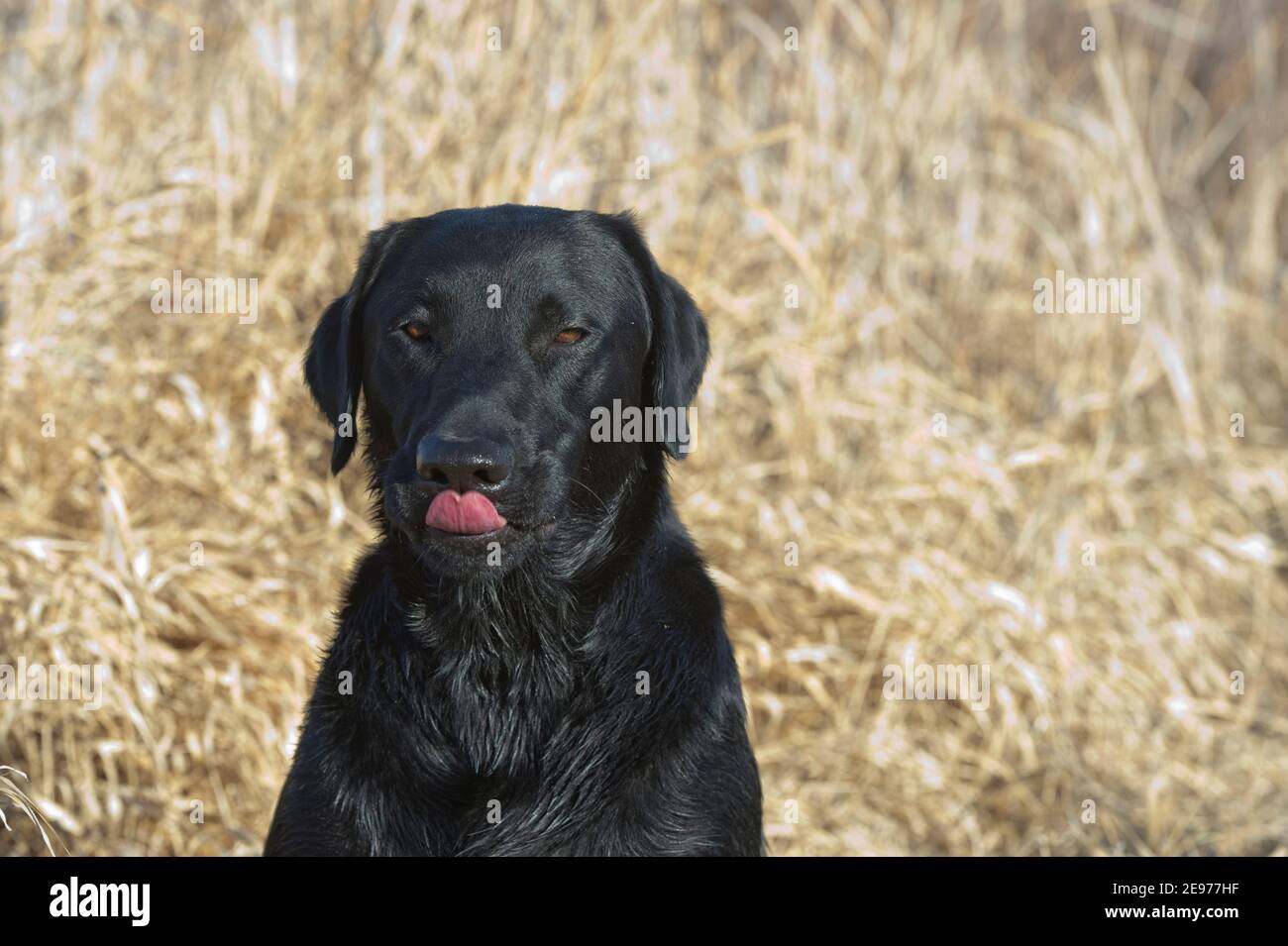 Labrador nero ritorante seduto e leccando il naso Foto Stock