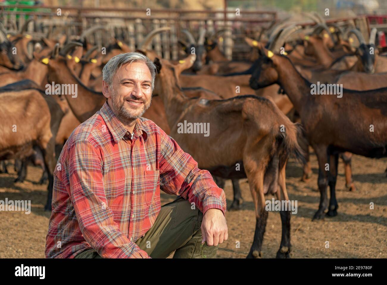 Sorridendo contadino e capre mature in un recinto di animali all'aperto in un giorno di sole. Concetto di allevamento animale. Foto Stock
