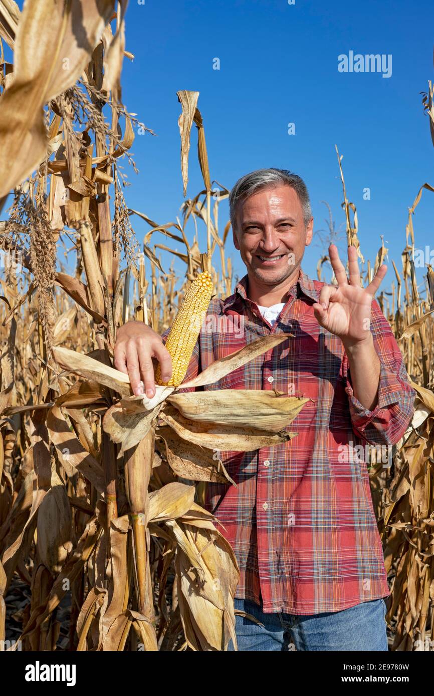 Coltivatore in piedi nel campo di mais pronto per la mietitura e mostrando il cartello con la mano OK. Stalchi di mais essiccati in autunno. Tempo di mietitura. Foto Stock