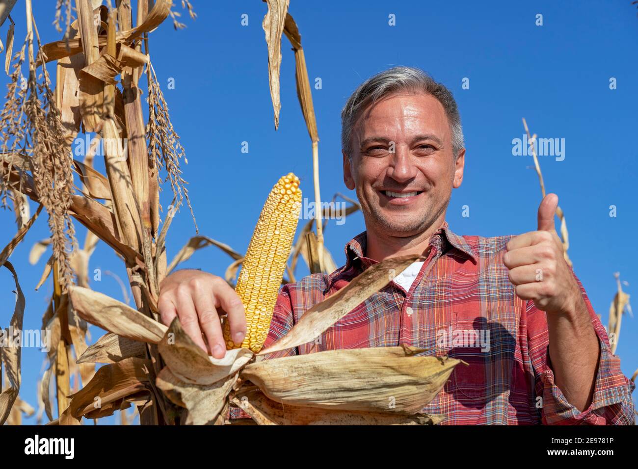 Coltivatore maturo che tiene il mais maturo sul campo di mais, primo piano Shot. Tempo di mietitura. Foto Stock