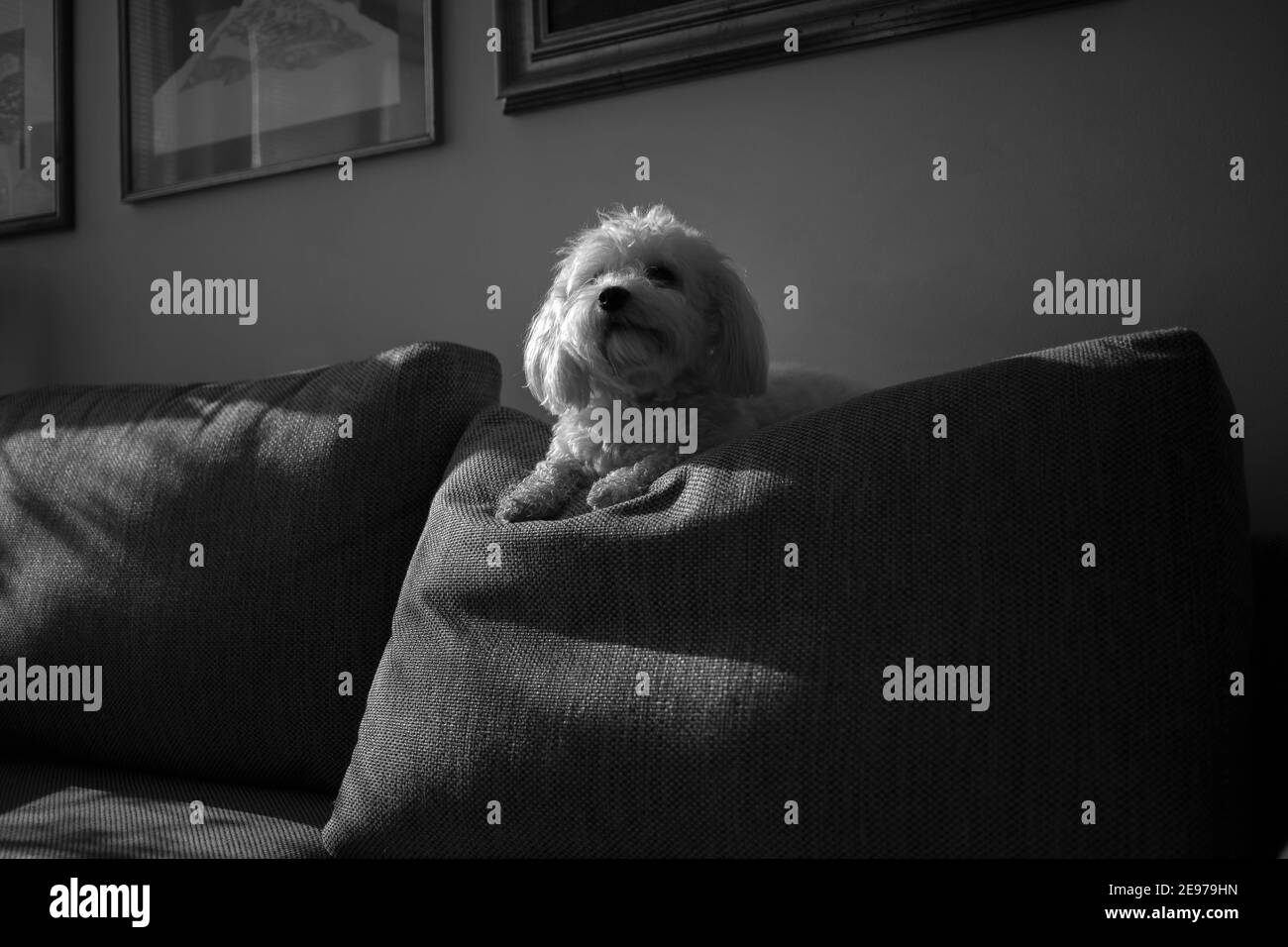 Cane Bichon di nome Nanja adagiato su un divano dietro (B/N) Foto Stock