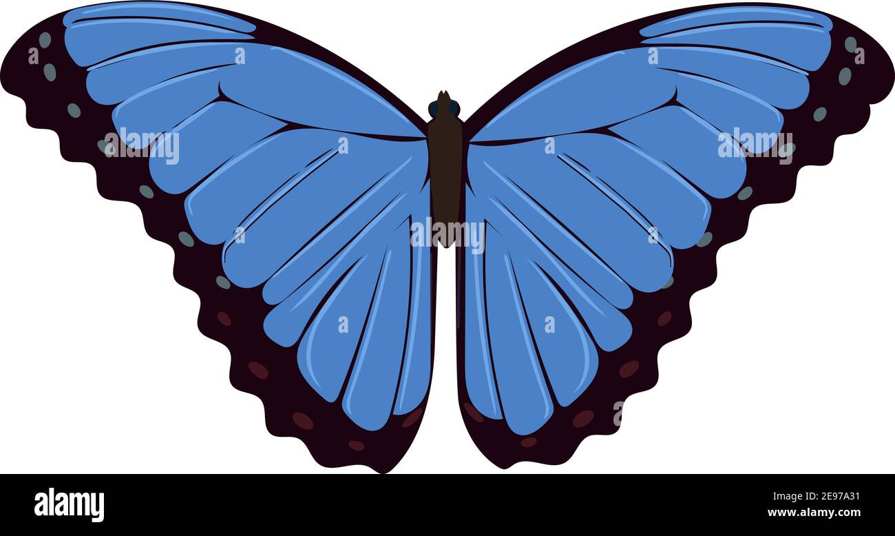 Primo piano farfalla blu. Vettore tropicale farfalla. Oggetto isolato. Illustrazione Vettoriale Primo piano farfalla blu. Vettore tropicale farfalla. Oggetto isolato. Illustrazione Vettoriale