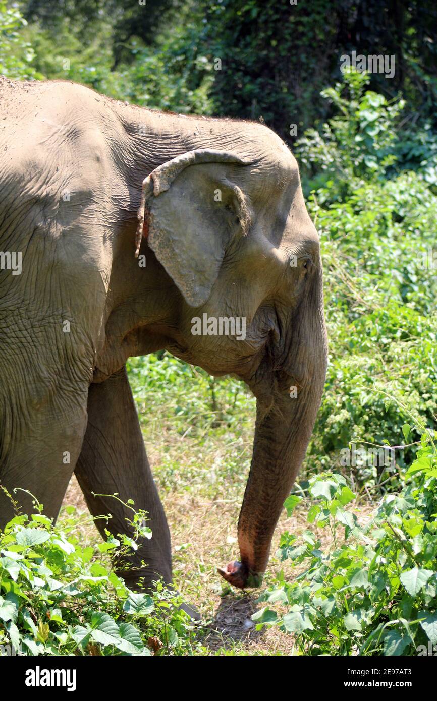 Un elefante indiano (Elephas maximus indicus) vicino Kanchanaburi, Thailandia che cammina nella foresta Foto Stock