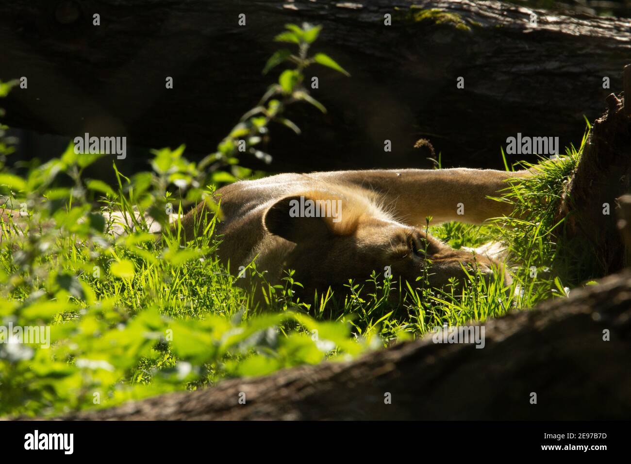 Leone Asiatico (Panthera leo persica) Un leone asiatico femminile che riposa al suo fianco nel sole Foto Stock