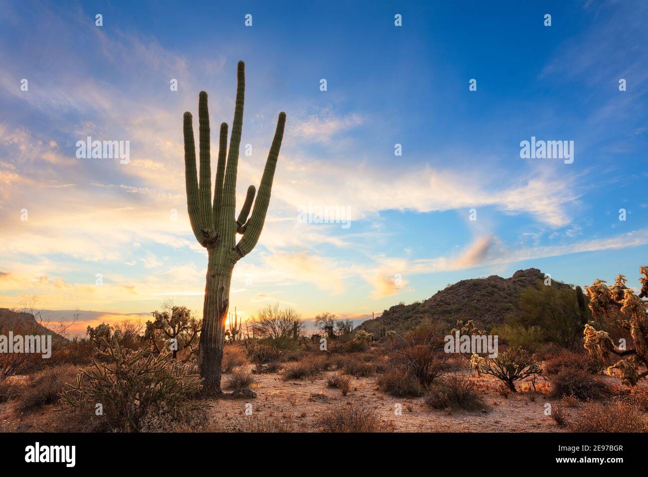 Cactus gigante di Saguaro e paesaggio desertico a Phoenix, Arizona. Foto Stock