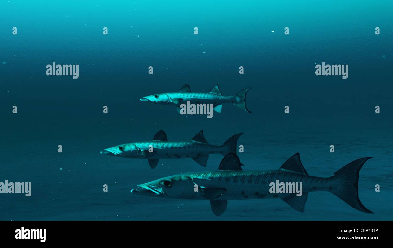 Primo piano di tre pesci Barracuda che nuotano nelle acque blu profonde dell'oceano, scena subacquea di pesci barracuda, bellezza della vita marina, 4K alta qualità. Foto Stock