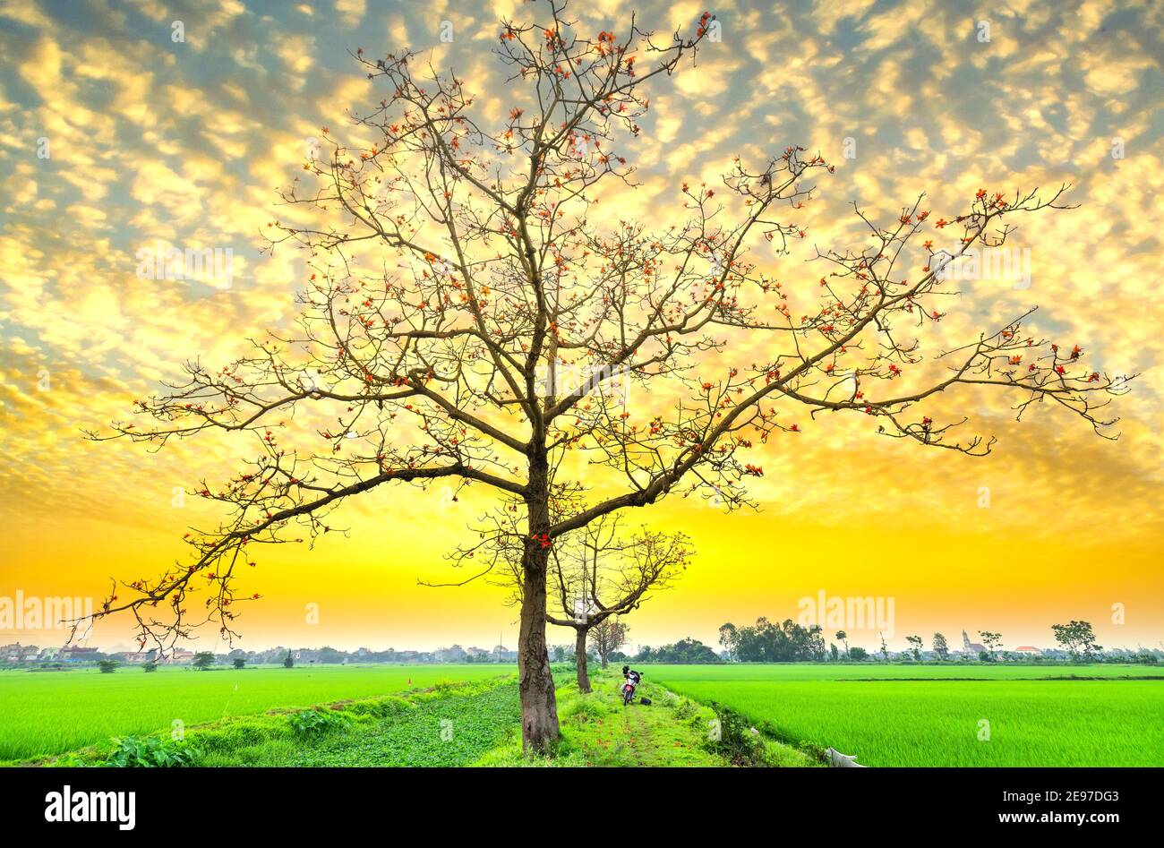 Bella Bombax Ceiba albero fiorisce in primavera tramonto cielo. Questo fiore funziona come un farmaco per trattare l'infiammazione, la disintossicazione, antisettico, circ sangue Foto Stock