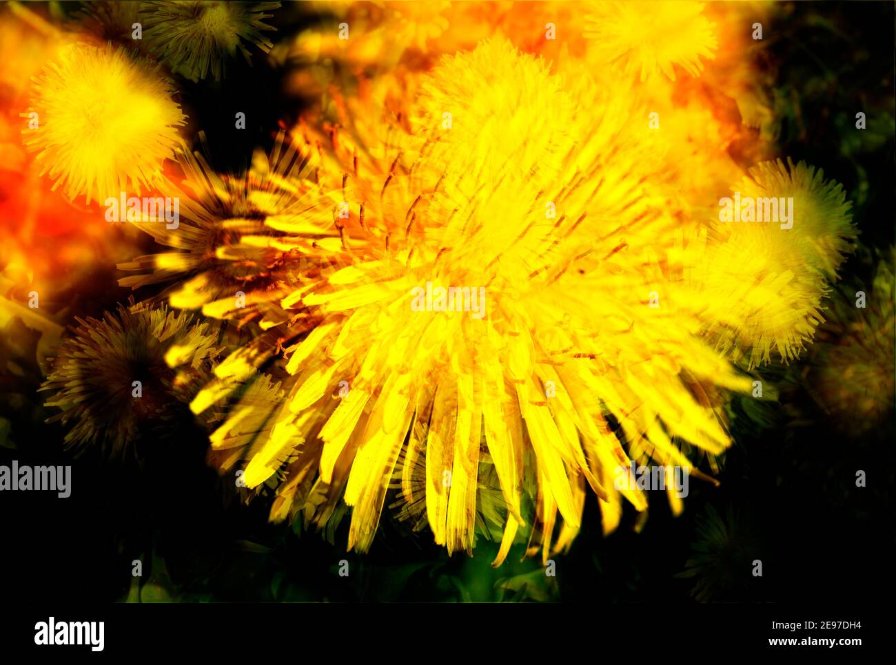 Dandelion fiore astratto , macro shot, Germania, Europa Foto Stock