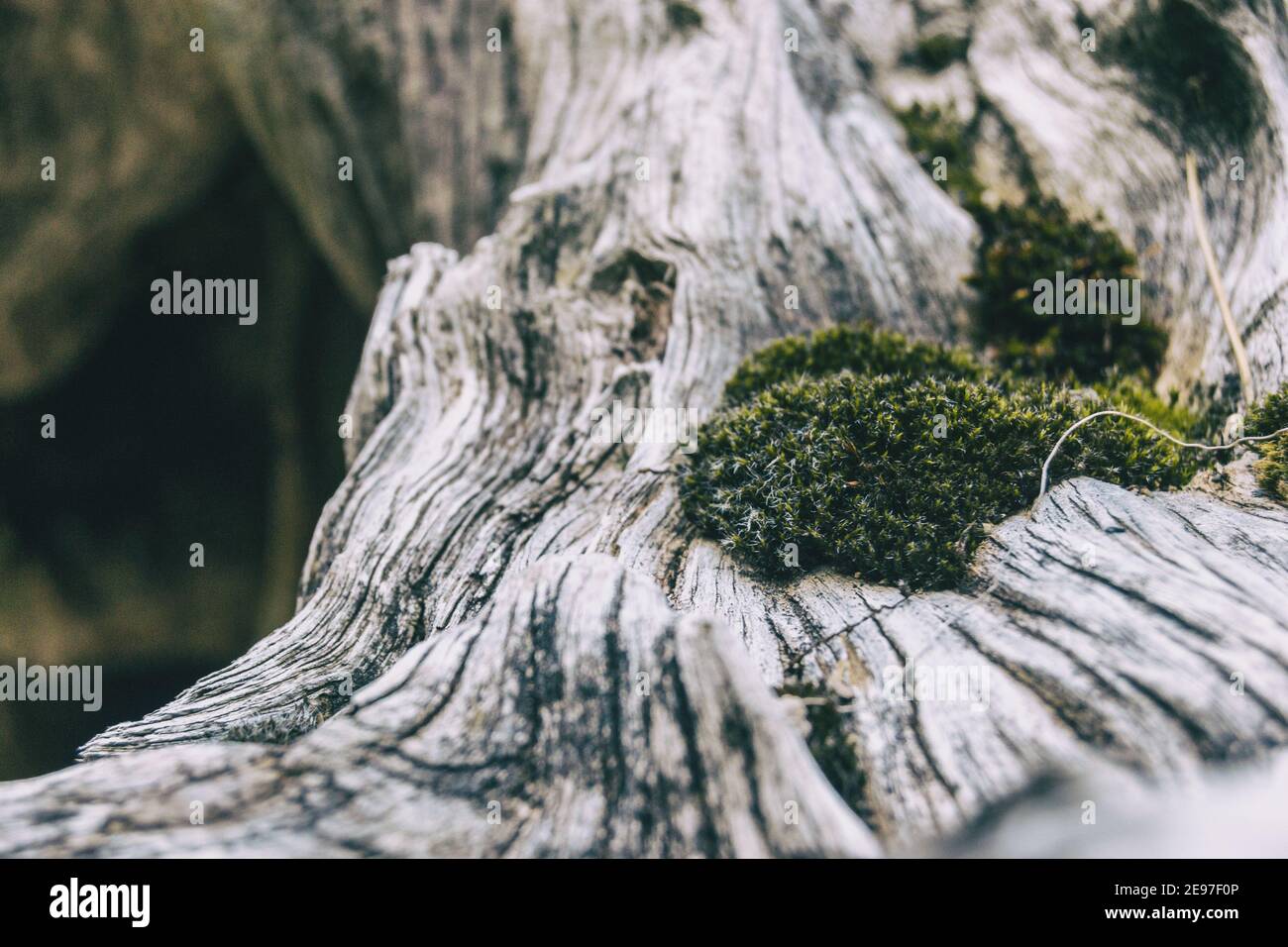 tronco grigio asciutto con molte forme e muschio sulla parte superiore visto da vicino Foto Stock