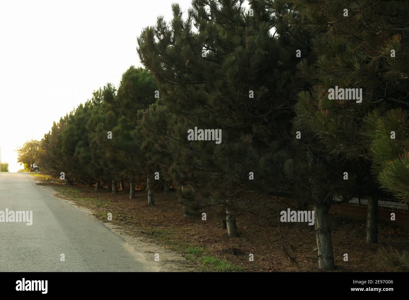 Lussureggiante pineta vicino asfalto strada contro cielo con luce solare Foto Stock