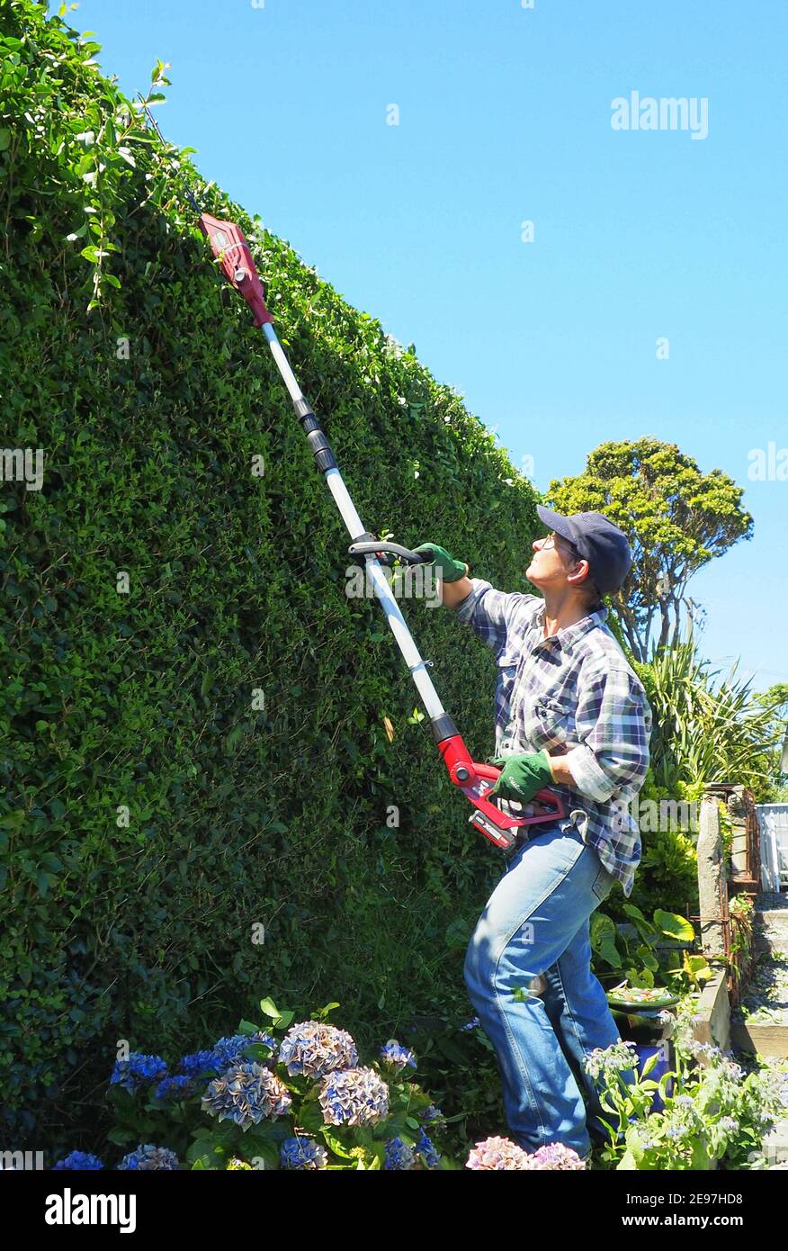 Donna di mezza età tagliando indietro una hedge privet residenziale con un tagliasiepi con asta a batteria Foto Stock