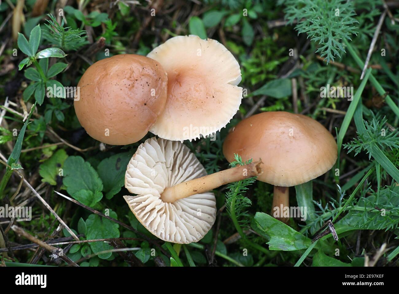Marasmius oreades, conosciuto come fata anello fungo o fata anello champignon, funghi commestibili selvatici dalla Finlandia Foto Stock