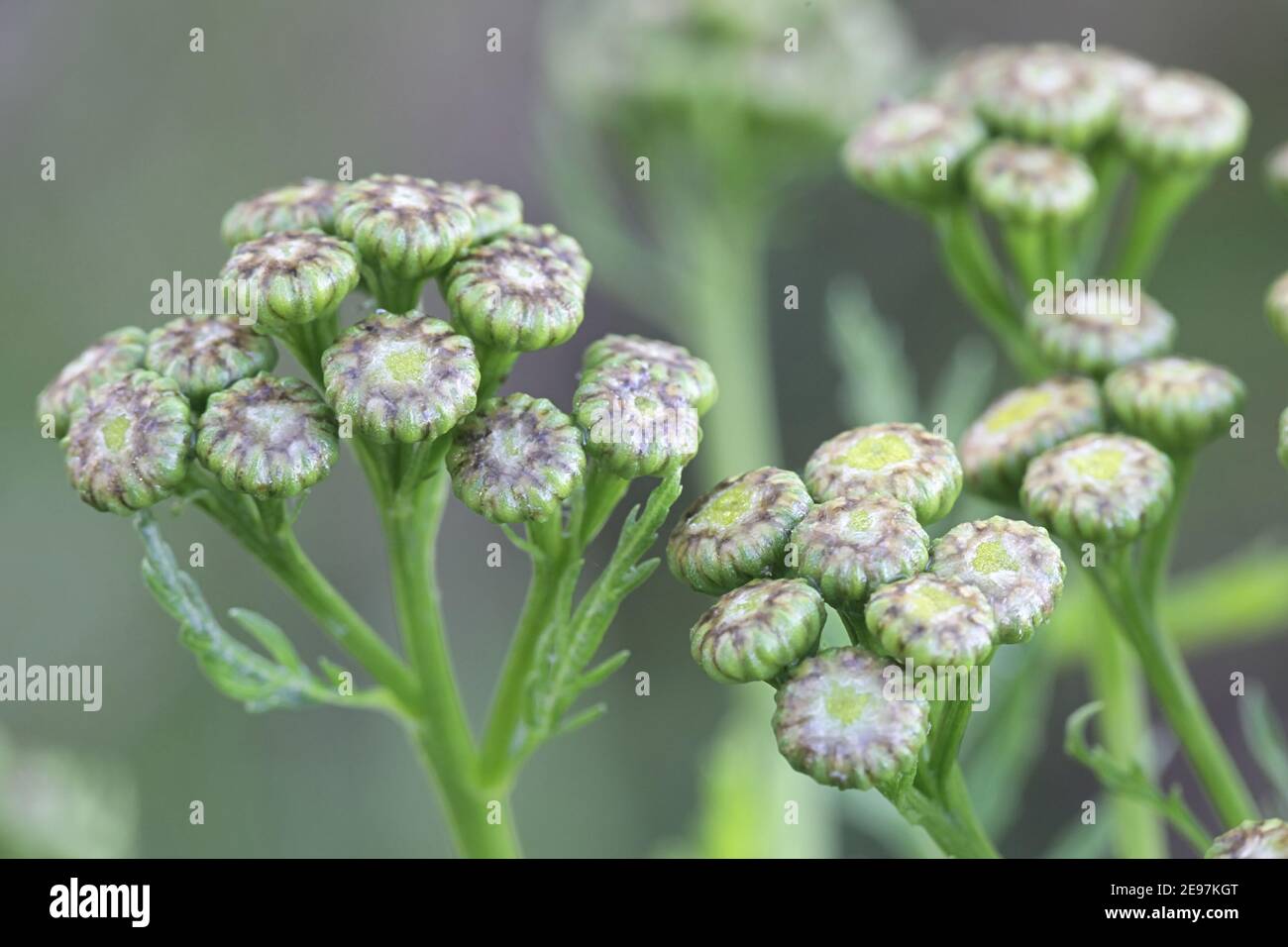 Tanacetum vulgare, chiamato anche Chrysanthemum vulgare, noto come tansy comune, fiore selvatico dalla Finlandia Foto Stock
