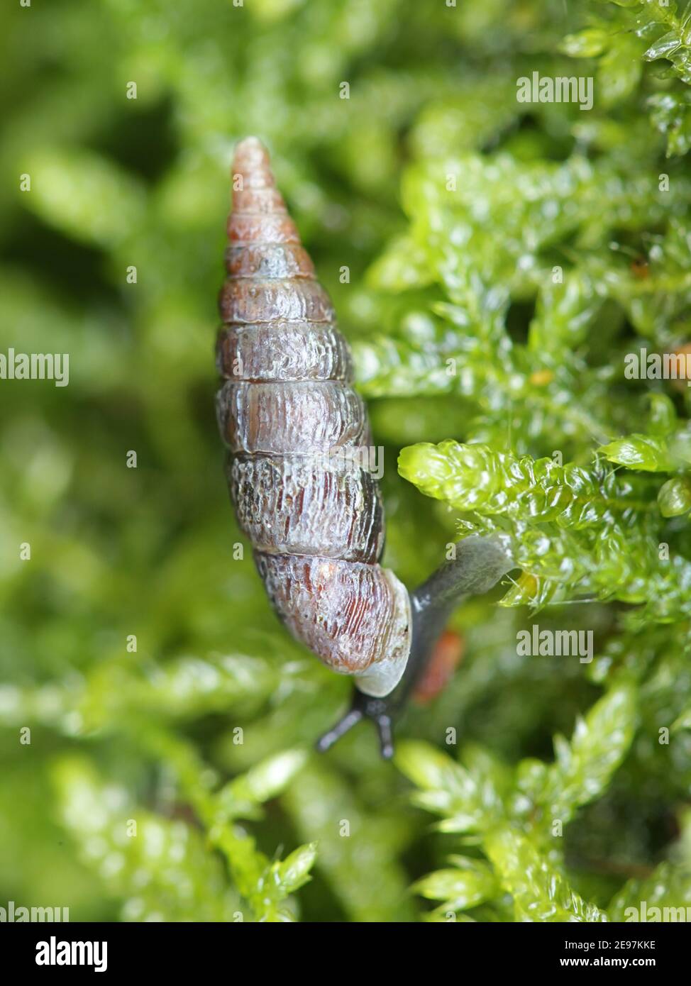 Clausilia bidentata, la chiocciola a due denti Foto Stock