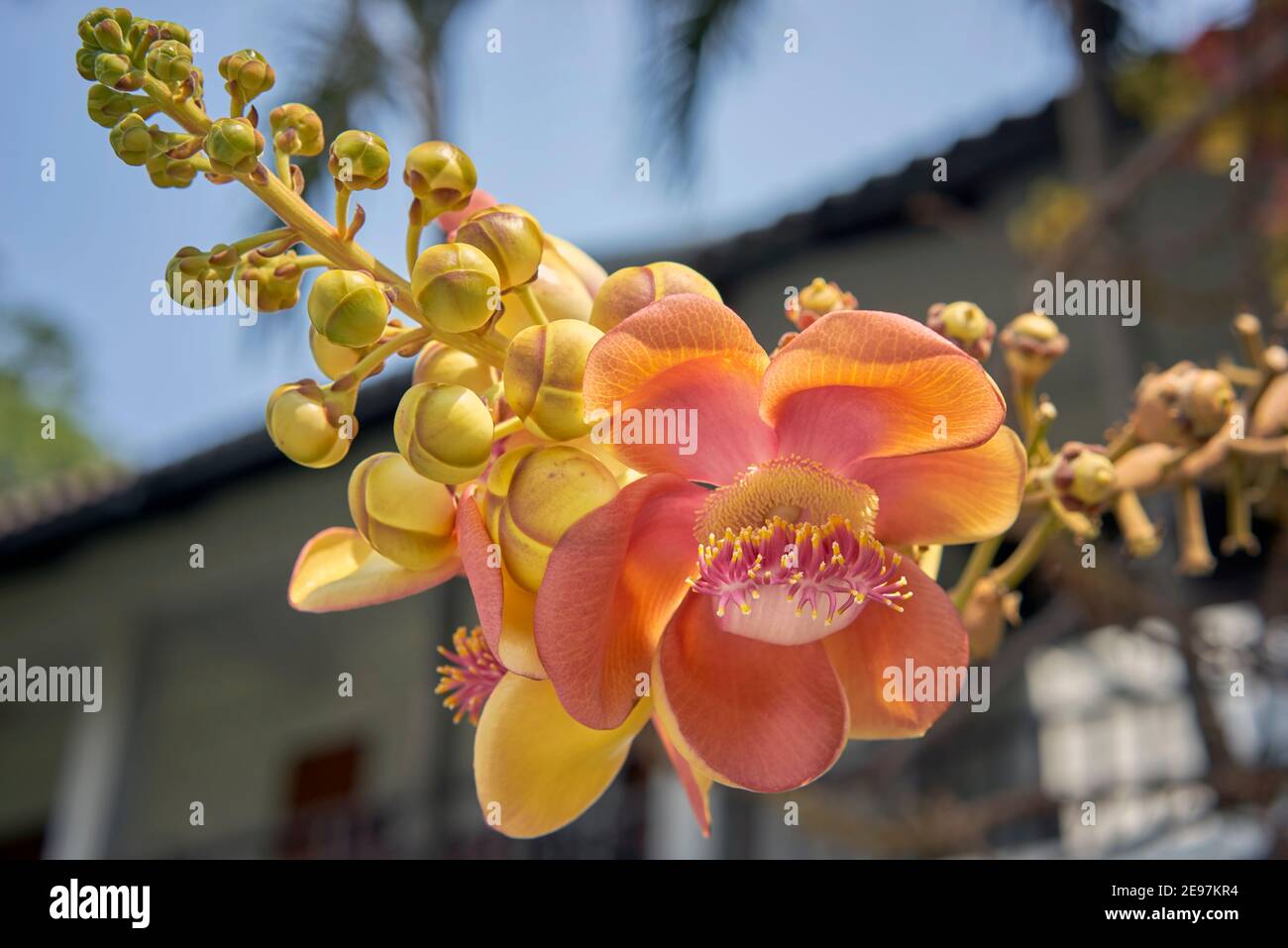 Couroupita guianensis, albero di cannone, fiore tropicale, Thailandia, Asia Foto Stock