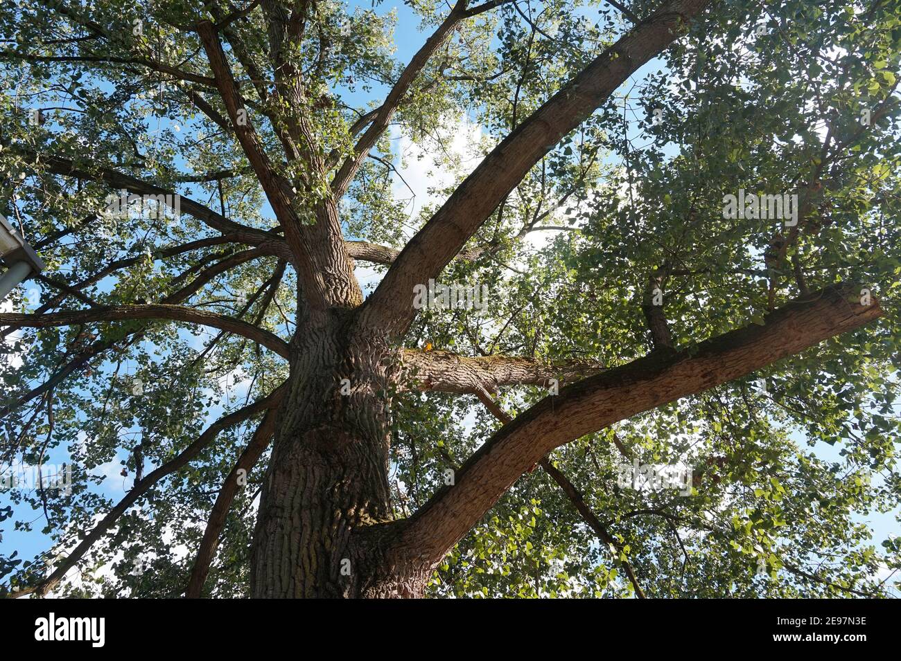 La corona di un bell'albero deciduo. E' una piccola specie di tilia lievitata, conosciuta anche come tiglio o tiglio. Cielo blu con nuvole Foto Stock