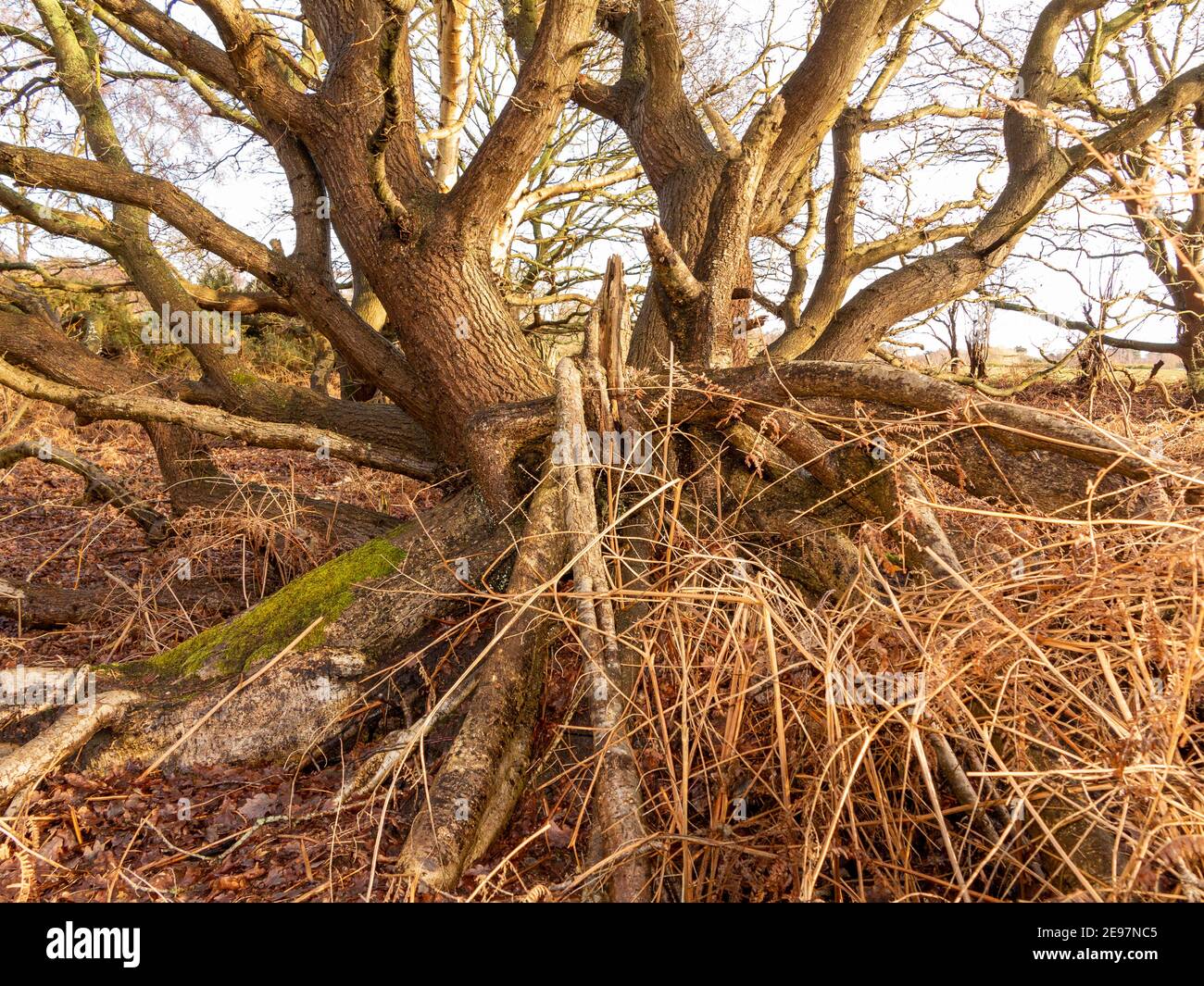 Un albero caduto preso dall'estremità tirata in su della radice in inverno senza foglie Foto Stock