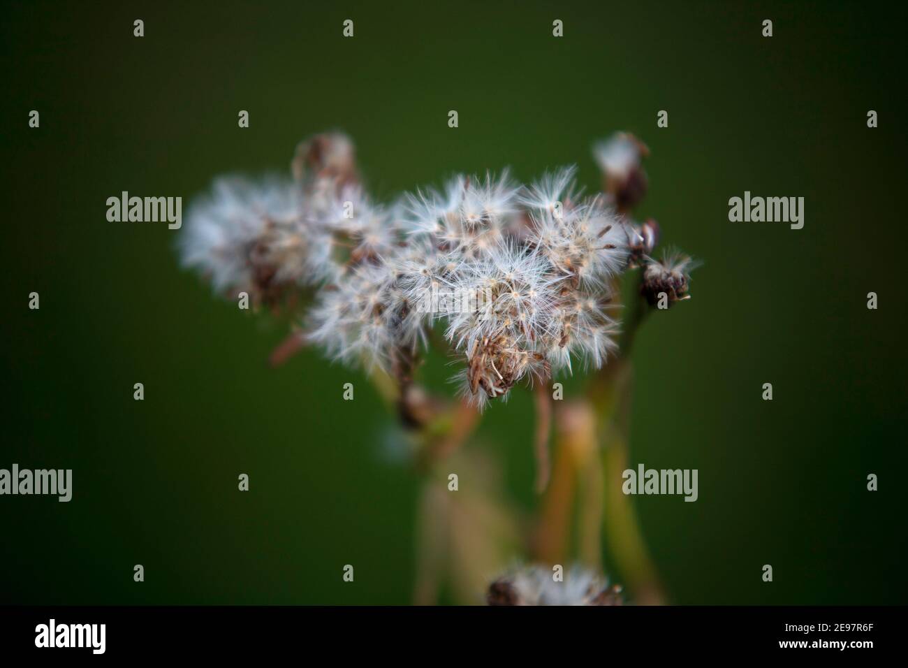 Teste di seme di autunno Foto Stock