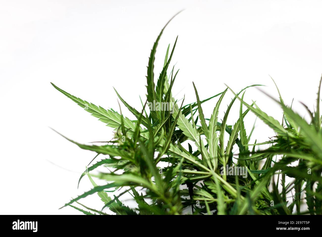 Foglie di cannabis, gambi, marijuana isolati su sfondo bianco. Pianta di marijuana medico CBD, fuoco selettivo Foto Stock