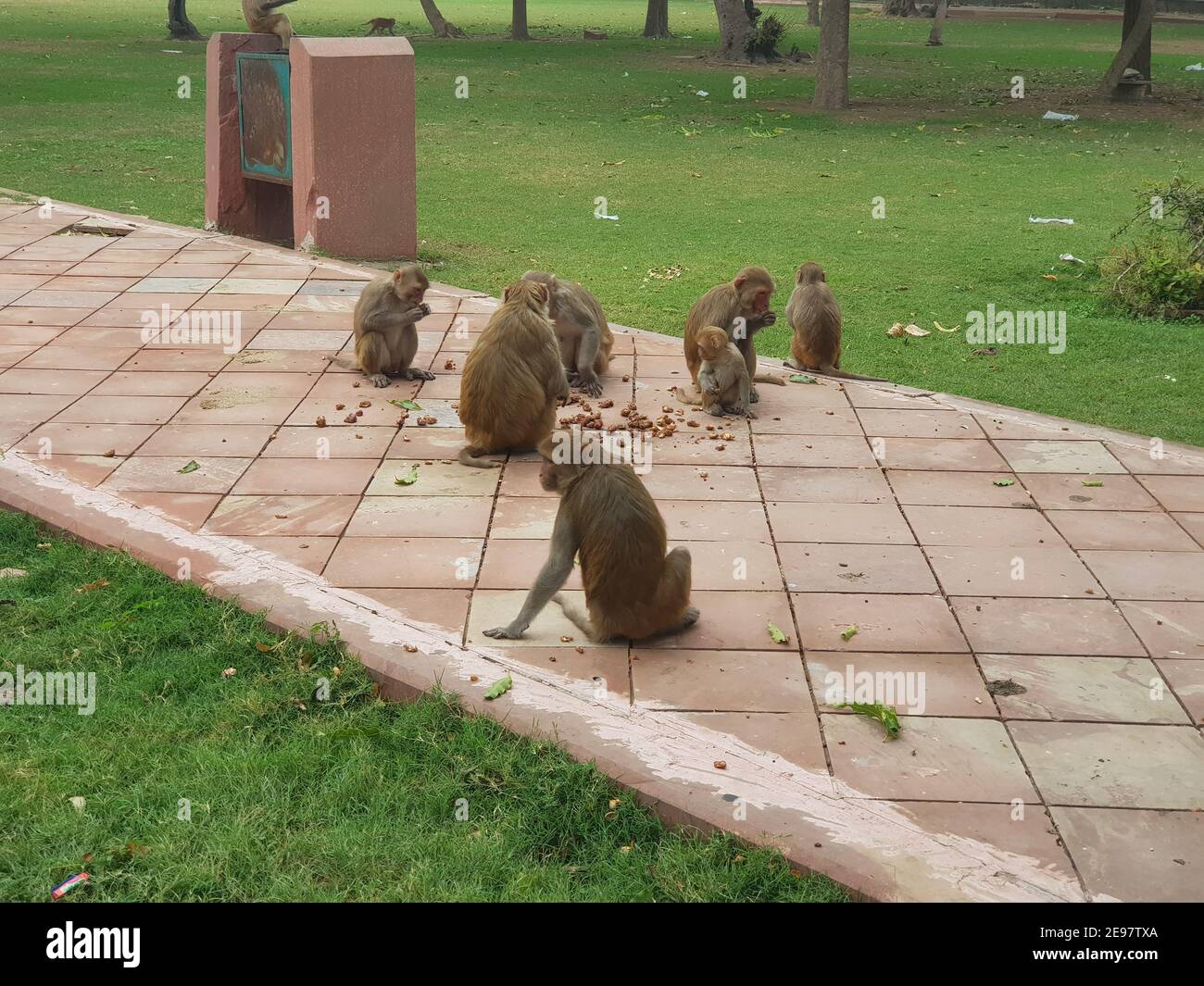 scimmie seduti in giardino e mangiare cibo Foto Stock