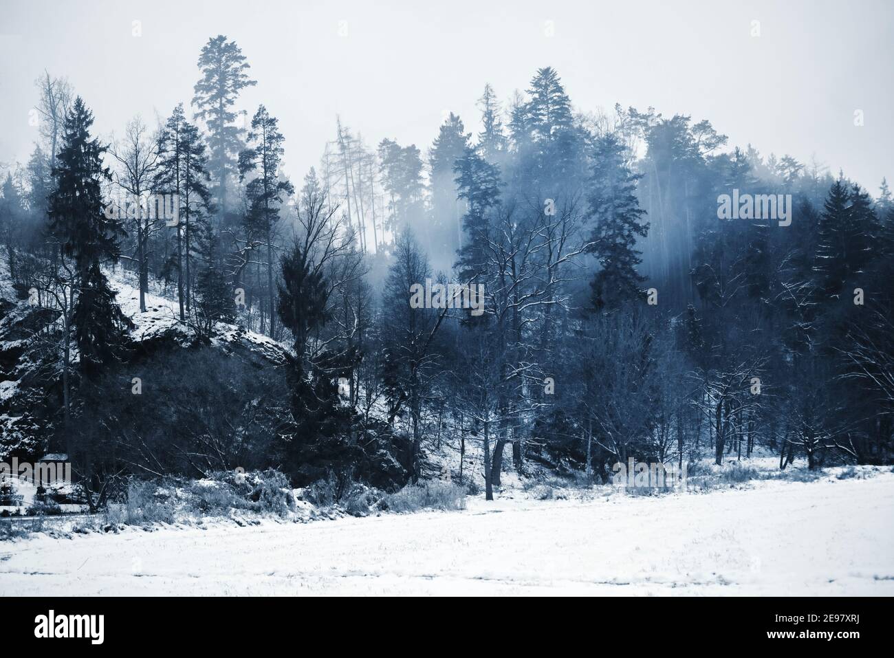 Romantici e riposanti boschi blu nevosi, mattina fredda con nebbia. Foto Stock