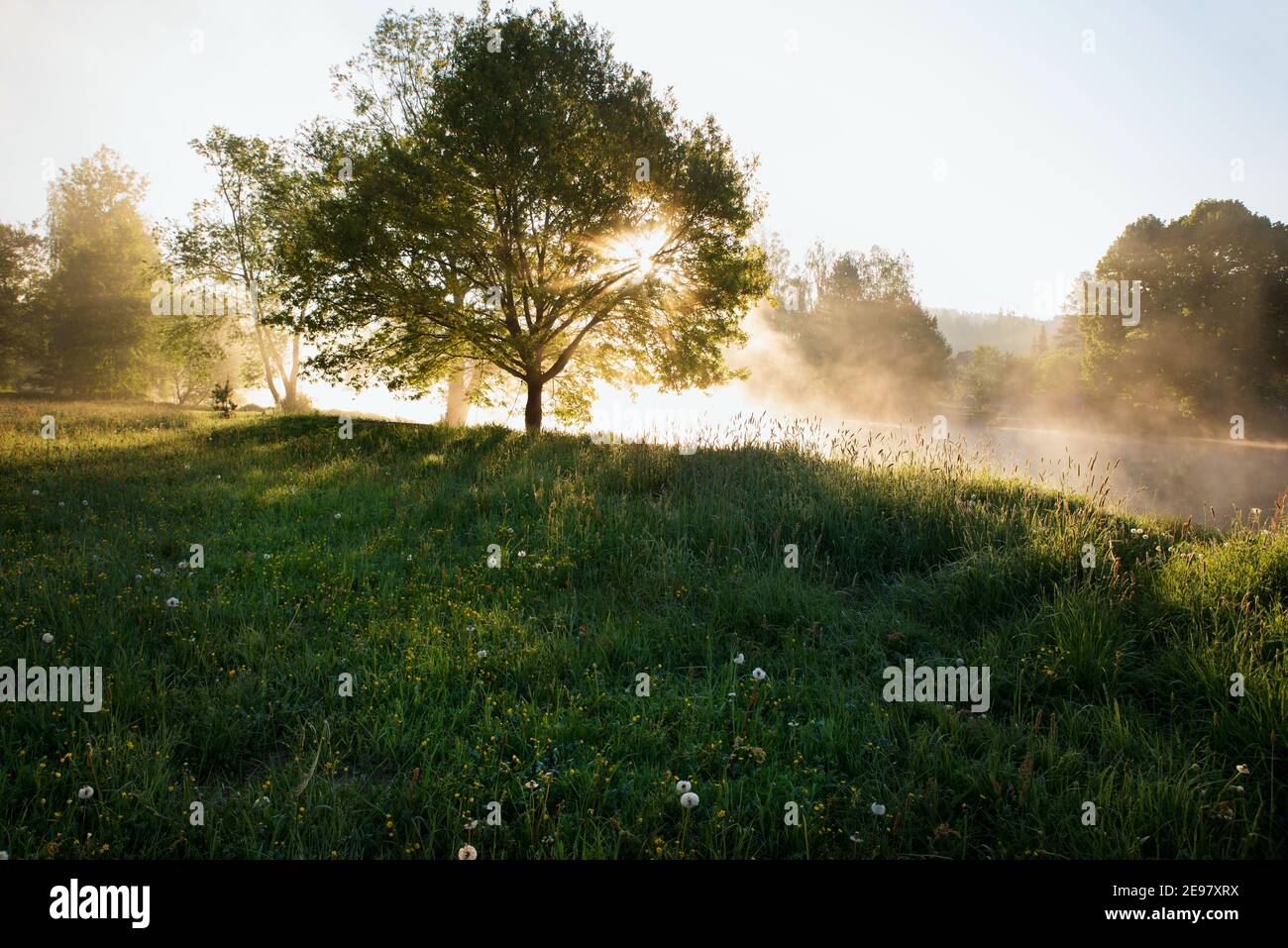 Silhouette di albero sulla riva del fiume nebbiosa in bella illuminazione con raggi di sole mattina presto. Fiume Luznice in primavera, repubblica Ceca. Foto Stock