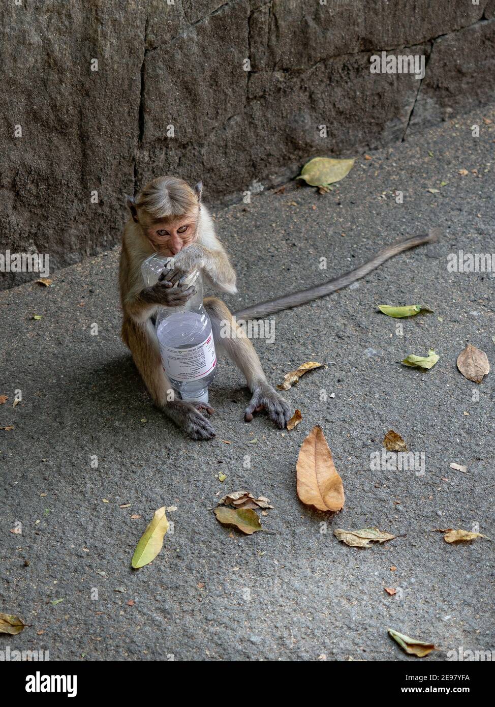 Scimmia, langur grigio tufted, giocare con bottiglia di plastica nel parco della città patrimonio Anuradhapura. Sri Lanka, marzo 2019. Foto Stock