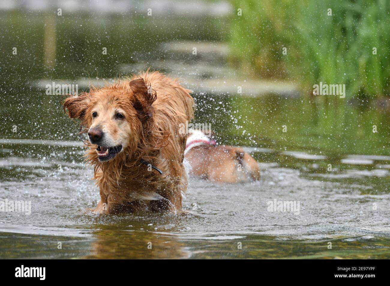 Golden Hovawart giocare in acqua Foto Stock