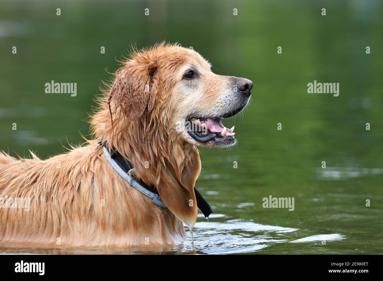 Golden Hovawart giocare in acqua Foto Stock