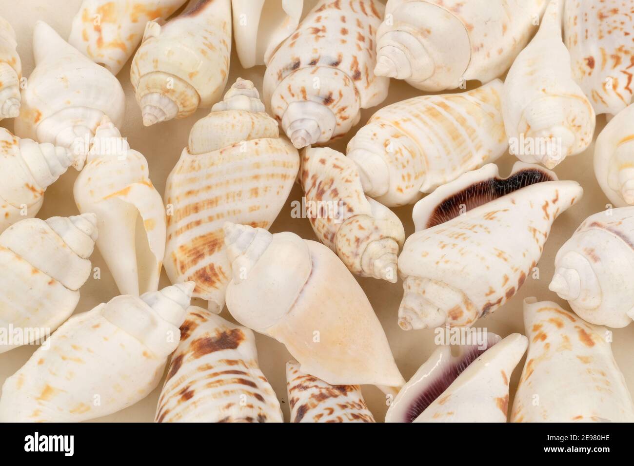 Seashell sfondo Foto Stock