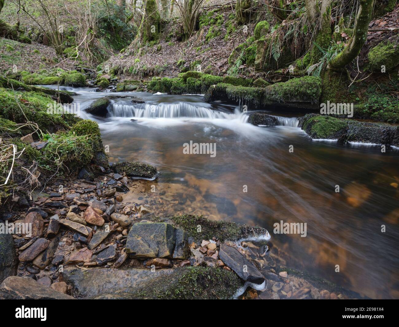 Lo scioglimento della neve viene effettuato a gennaio e nei Dales woodland comincia a prepararsi per la primavera Foto Stock